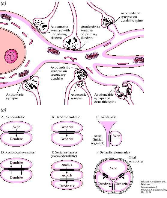 Types of synapses Axo-somatic