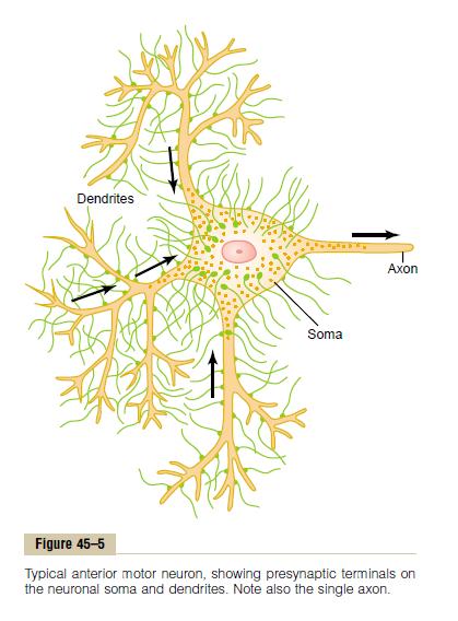Physiologic anatomy of the synapse Anterior motor neuron in the anterior horn of the spinal cord the soma, which is the main body of the neuron; a single axon, which extends from the soma into a