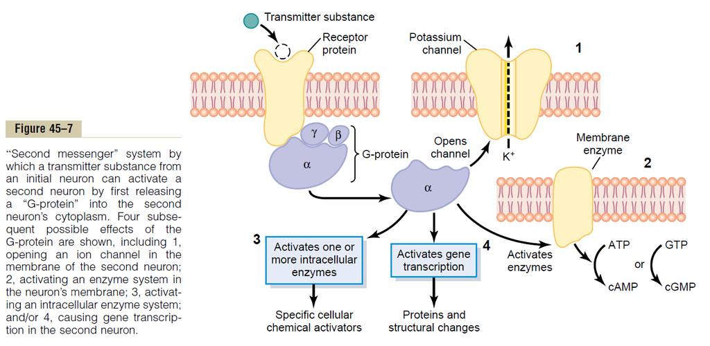 Function of Receptor proteins Ionophore component 2) second messenger system - several types: 1) G-proteins (components α, β, γ) 1.
