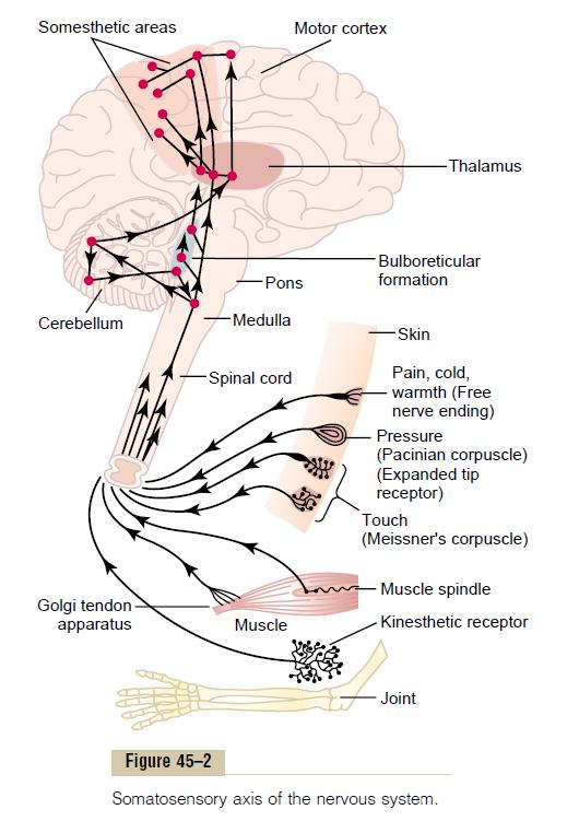 Sensory part of the nervous system- Sensory Receptors The nervous system are initiated by sensory experience exciting sensory receptors This information enters the central nervous system through