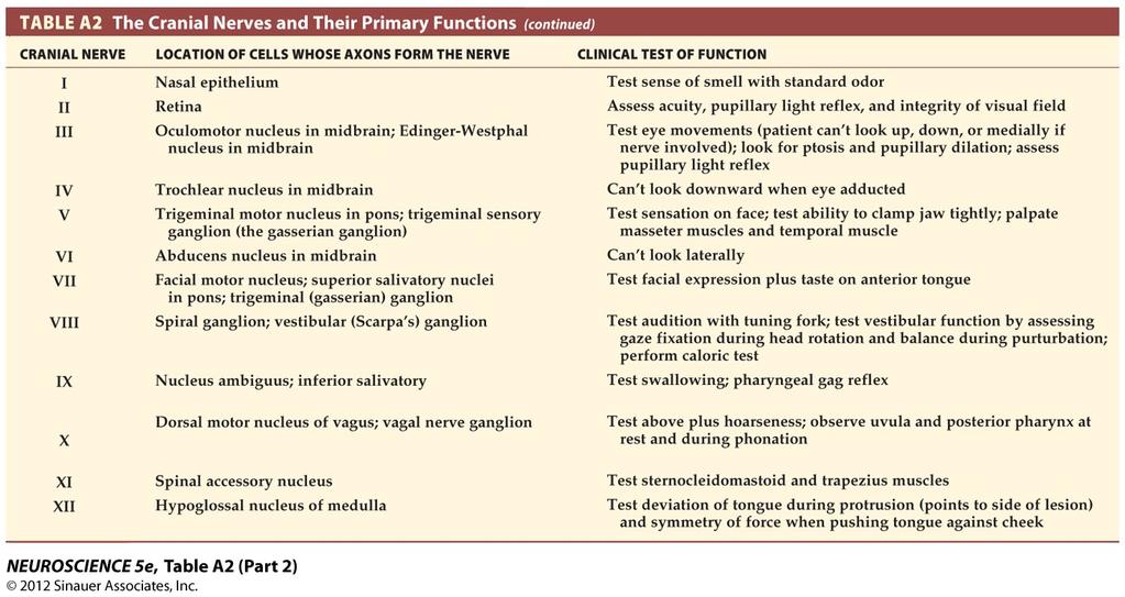 How do these nuclei relate to the components of the cranial nerves that you studied in a previous tutorial? Table A2 (from Purves et al., Neuroscience, 5 th Ed.
