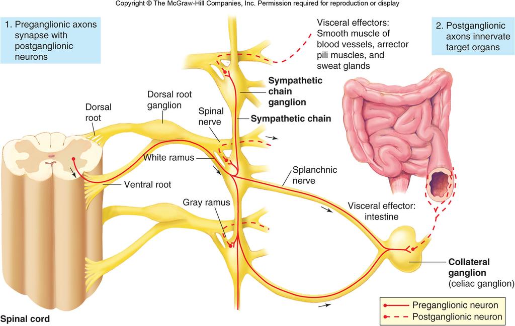Sympathetic Postganglionic Neurons Unmyelinated axons of the postganglionic neurons form the gray rami communicantes, which return to the spinal nerve and