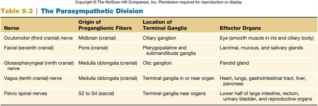 Sacral Nerves Summary of Preganglionic nerves from the sacral region of the spinal cord provide innervation to the lower part of the large intestine, rectum, urinary and reproductive organs.