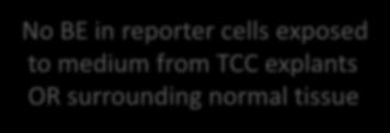 No RIBE in TCC and associated normal tissue ex-vivo explants and in PC3 tumour cell line No BE in reporter cells exposed to medium from TCC explants OR surrounding normal tissue
