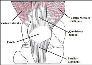 1,7-11 Patellar tracking is dependent on the bony architecture of the knee and the magnitudes and directions of forces from the soft tissue structures surrounding the patellofemoral joint, including
