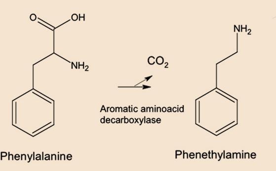 Hydroxylation of phenylalanine The hydroxylation of