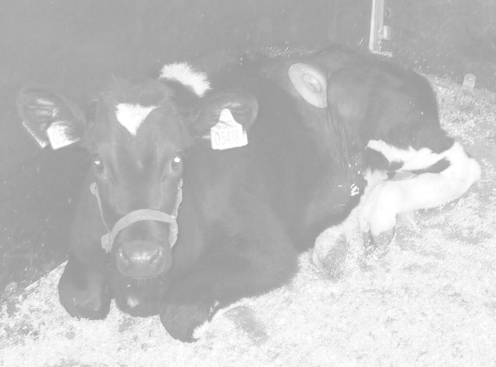 Ruminal fermentation and in sacco NDF degradability in growing bull calves fed different starch levels and two types of roughage K.F. Jørgensen,, N.B. Kristensen,, M.R. Weisbjerg, O. Højberg, H P.
