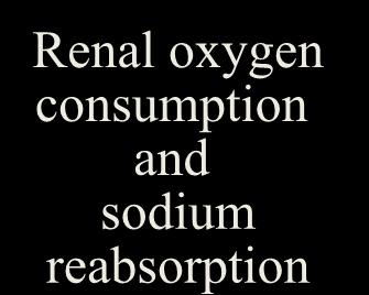 Renal oxygen consumption