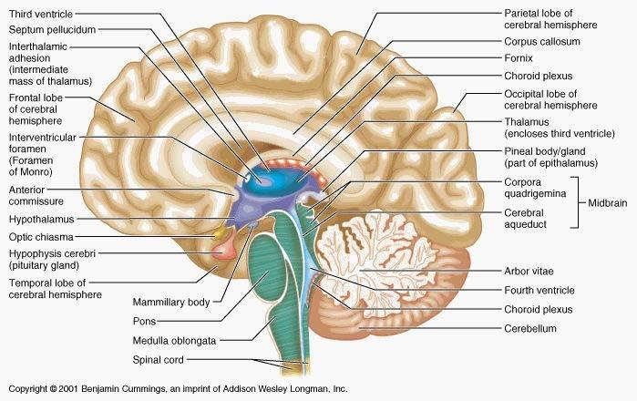 Biological Structures the central nervous system contains