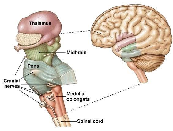 Brain Stem Medulla, Pons, Midbrain Regulates basic body