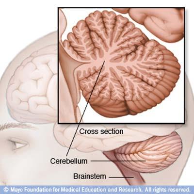 Cerebellum Highly folded