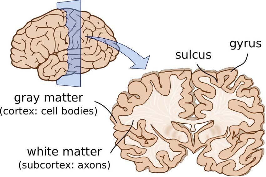 Cortical Sheet cell bodies form