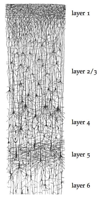 Cortical Layers Layer 1: primarily axons and dendrites Layer 2/3: dense lateral connections in patchy patterns, sparse activations, sends outputs to higher cortical areas Layer 4: receives input from