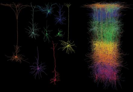 Cortical Columns neurons within a