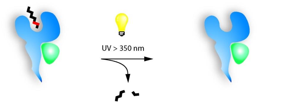 Generation of pmhc multimers by UV-induced peptide