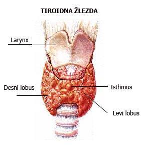1.1. Štitasta žlezda: struktura, funkcija i regulacija Štitasta žlezda ili tiroidea (lat. Glandula thyreoidea) je jedan od najvažnijih endokrinih organa u organizmu.