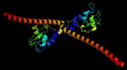 Slika 9. Šematski prikaz strukturne organizacije pet izoformi survivina. Preuzeto sa internet adrese http://www.nature.com Slika 10. Kristalografska struktura humanog molekula survivina.