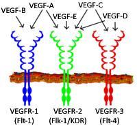 endotelnim ćelijama i tako aktiviraju signalne puteve kojima regulišu angiogenezu i limfangiogenezu. 1.6.