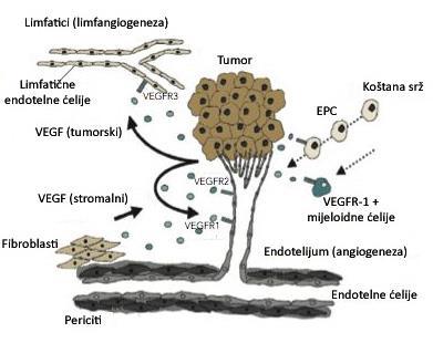 1.8. Mehanizam angiogeneze u tumorima Angiogeneza je proces koji se u fiziološkim i patofiziološkim uslovima sastoji od više koraka i uključuje i endotelne ćelije i ekstraćelijski matriks (Risau,