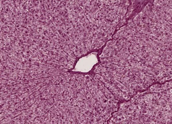Slide 55 (464): Pig Liver, H&E central vein hepatic plates hepatic plates are cords of hepatocytes (one or two cells thick) radiating from the central vein; the plates are maintained by a meshwork of