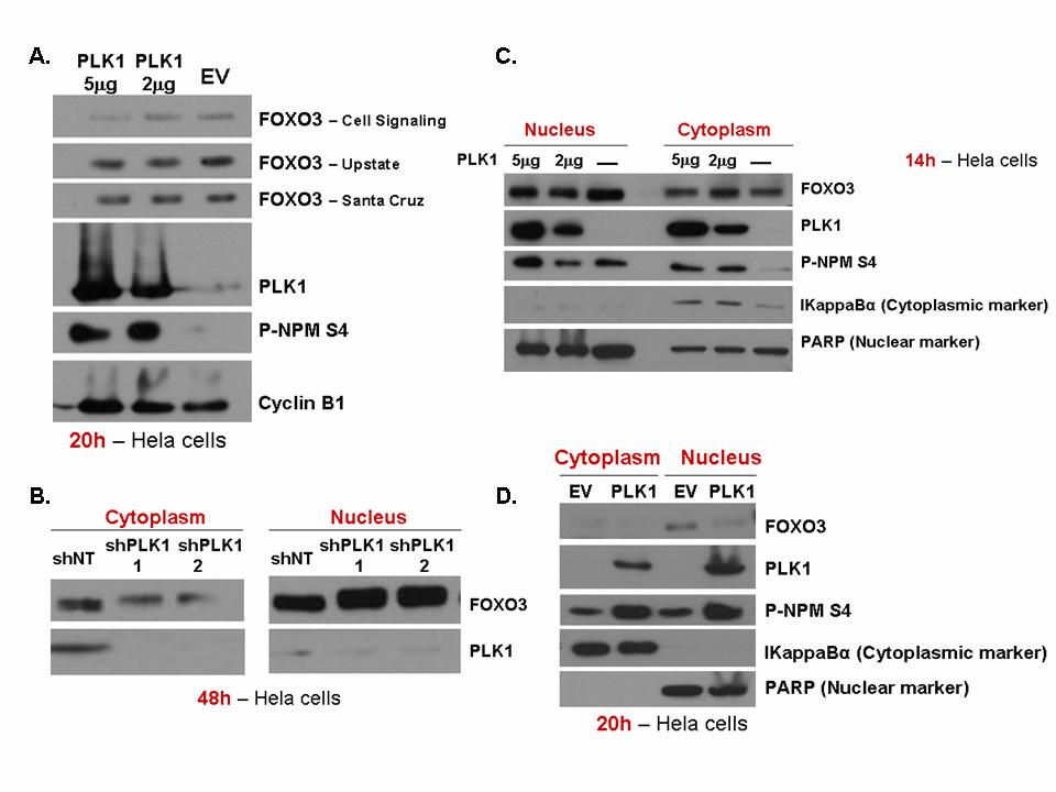 Figure 10. PLK1 regulates FOXO3 nuclear localization and total levels; A. Hela cells were transfected with either EV-FLAG or increasing concentrations (2ug, 5ug) of PLK1-FLAG.