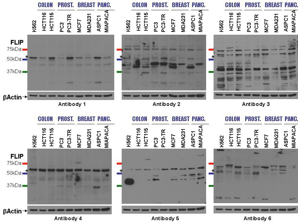 Figure 12. Detection of endogenous FLIP L expression levels with six different antibodies shows significant variation between the results obtained with each of the antibodies used.