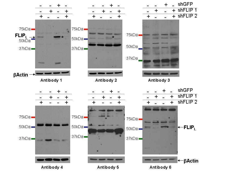 Figure 13: c-flip knockdown shows that only three of the six antibodies correctly identify endogenous c-flip in ASPC1 cells.