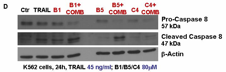 Caspase 8 is activated faster and at higher levels by TRAIL when B5 (40µM) is present, in single cells. D.