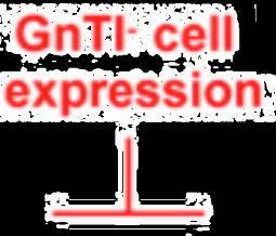 Glycoproteins in