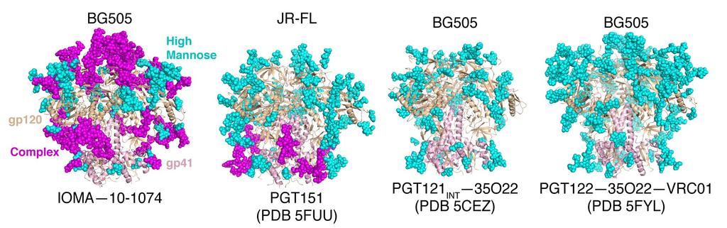 Natively-/fully-glycosylated Env trimer in IOMA 10-1074 BG505 crystal structure reveals most complete view of ordered
