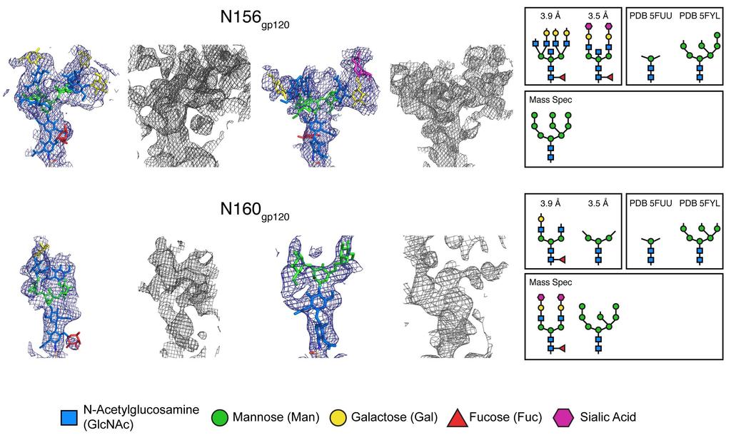 We compared ordered N-glycans at each PNGS in our two structures, the cryo-em structure (5FUU), a