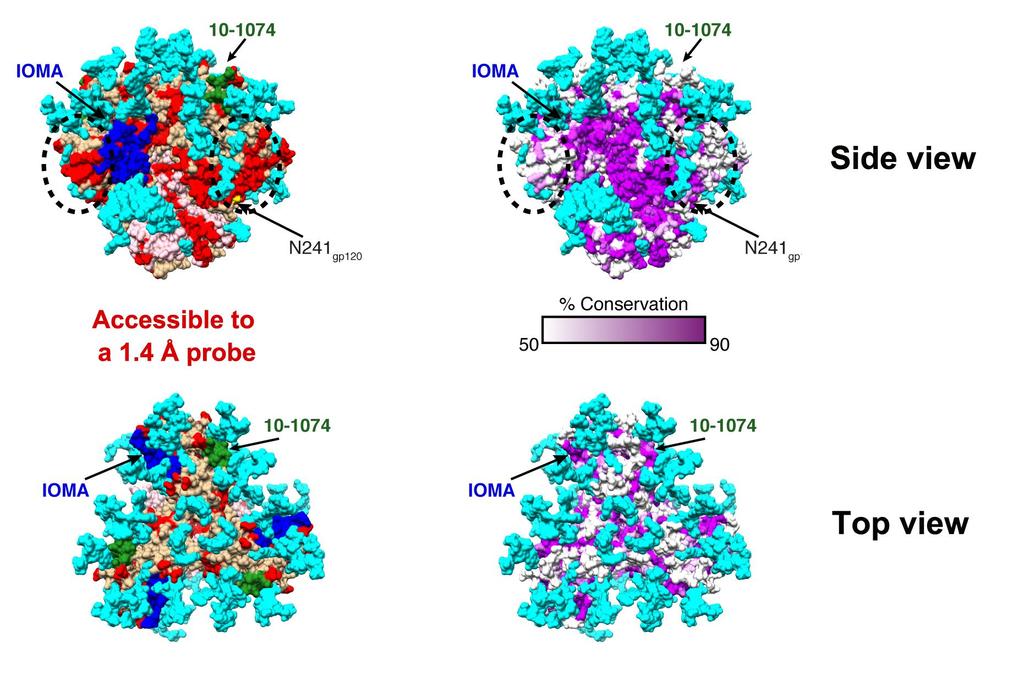 Mapping accessible areas onto natively-glycosylated BG505 reveals antibody-vulnerable glycan holes that can be targeted by strain-specific antibodies Side view Top view glycans Areas of contiguous