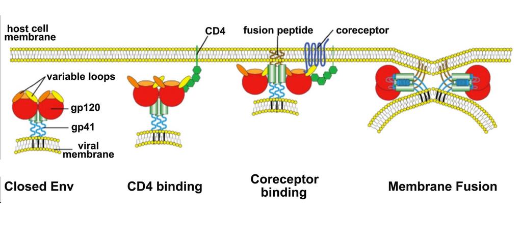 Understanding structural changes in Env induced by CD4 and coreceptor binding could