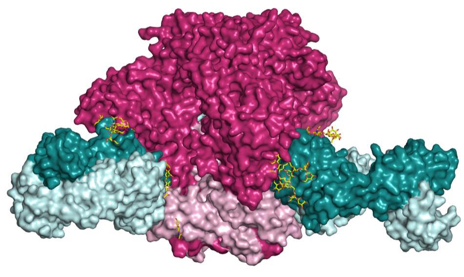 Another conformational state of HIV-1 Env 3.