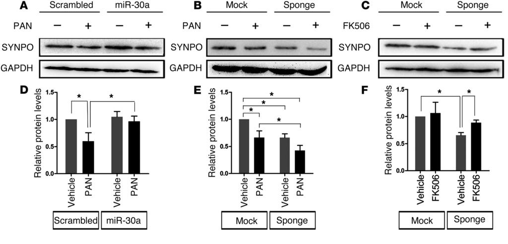 The Journal of Clinical Investigation Figure 6. mir-30s maintain SYNPO protein expression in podocytes.