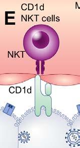 NKT cell recognition of CD1d on infected