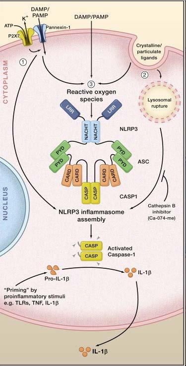 Inflammasome Activation: P2X7-dept pore formation by pannexin-1 Phagocytosis of particulate