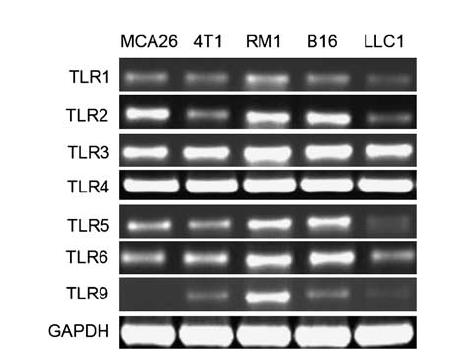 TLR Agonists and Cancer Many tumor cells express TLRs TLRs can contribute to tumor progression, metastasis and survival via