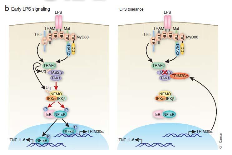 Inhibition of TLR-mediated