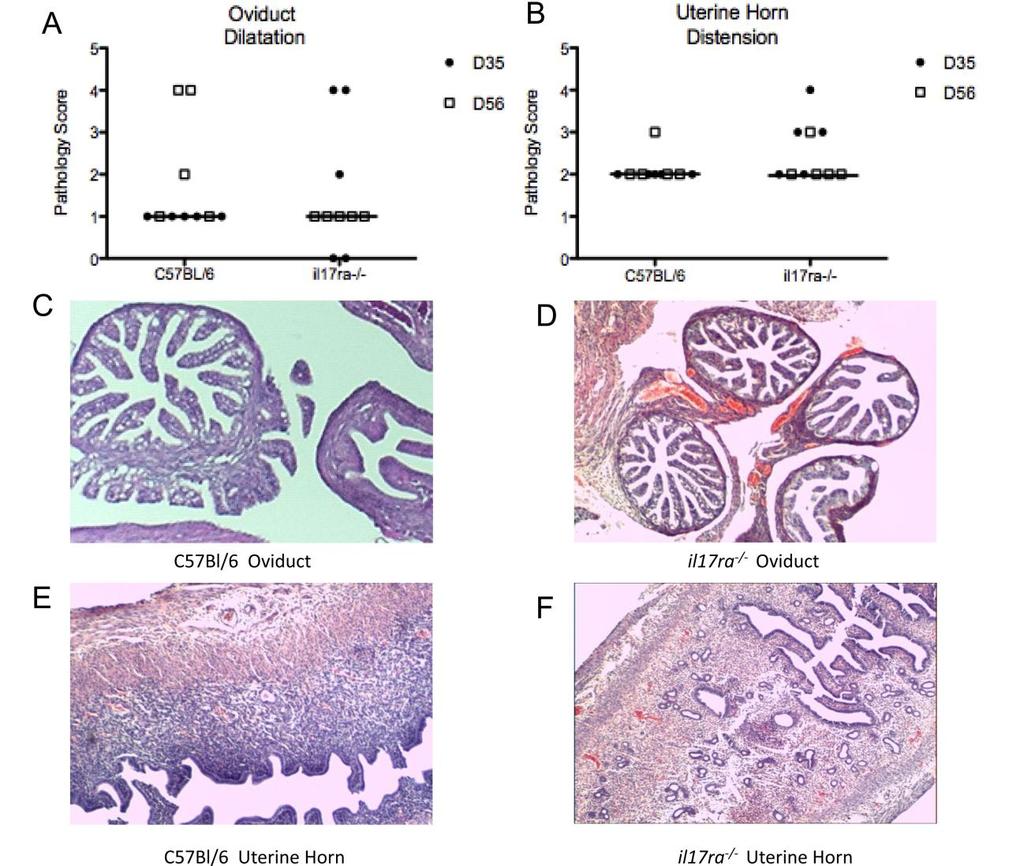 Figure 13: Il17ra -/- mice did not exhibit enhanced genital tract pathology during C. muridarum genital infection. Genital tract tissues were removed en bloc from C.