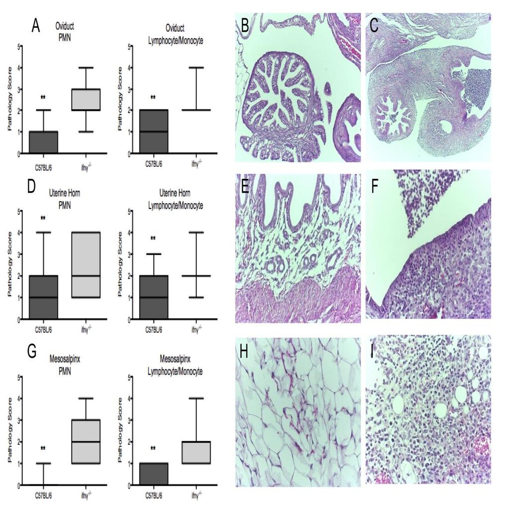 Figure 16: Ifn -/- mice exhibited enhanced genital tract pathology and an amplified neutrophil response to C. muridarum genital infection. Genital tract tissues were removed en bloc from C.