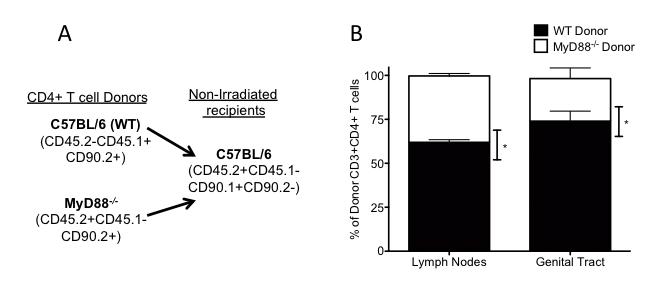 Figure 29: A significantly decreased frequency of MyD88 -/- CD4+ T cells relative to WT CD4+ T cells was detected when CD4+ T cells were co-transferred into immunologically normal mice.