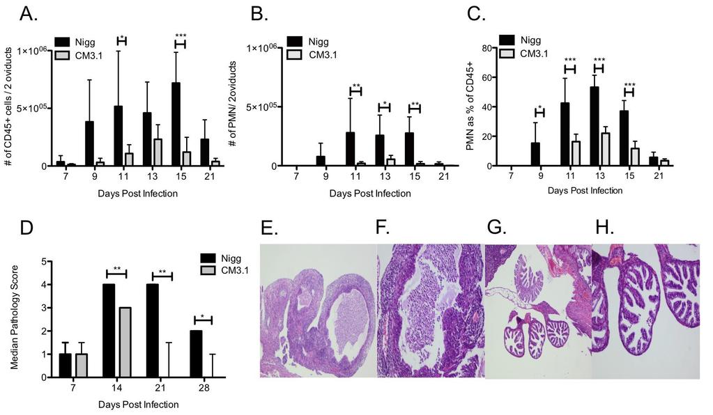 Figure 1: Mice infected with CM3.1 exhibited a reduced neutrophil response in the oviducts during acute infection. Groups of C3H/HeOuJ mice were infected with C. muridarum Nigg (black bars) or CM3.