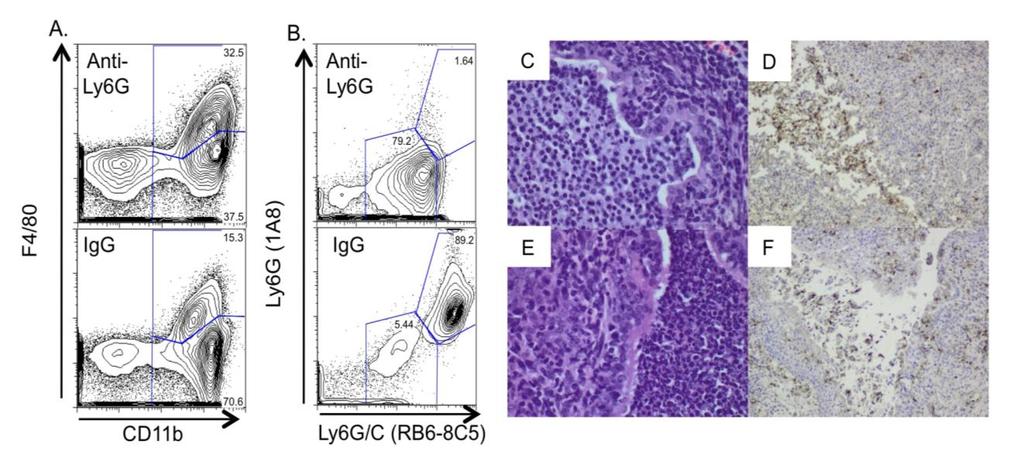 likely capable of mediating the pathology we observed despite anti-ly6g treatment, as levels of MMP9 in homogenized oviduct tissues, despite being reduced by 3 fold (IgG: 27 15.