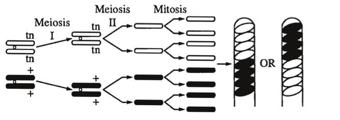 BIG IDEA 3: GENETICS AND INFORMATION TRANSFER Meiosis I Meiosis II Diploid cell DNA replication Homologous chromosome pairing Crossing over Four haploid cells Figure 8.