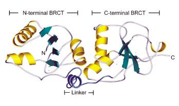 2. The C-terminal end of the protein BRCA, a protein that is important in maintaining healthy breast cells is shown below. a. Label the secondary structural elements shown in the structure. 3.