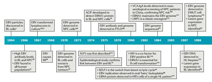 EBV (Epstein-Barr Virus) HHV-4 (Human Herpes Virus 4) Widely disseminated gamma-herpesvirus: approximately 90-95% of adults are seropositive, lifelong persistence.