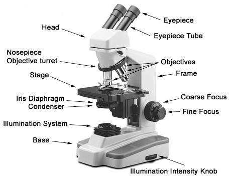 Figure 1-1. Typical binocular microscope. c. Illumination. Correct illumination can be obtained from reflected (mirror) or direct (under the stage) light.