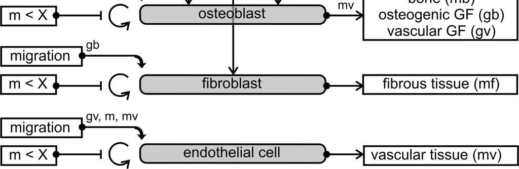 Outline Mathematical modeling of fracture healing Osteoporosis & bone structure Treatment of asthmatic patients