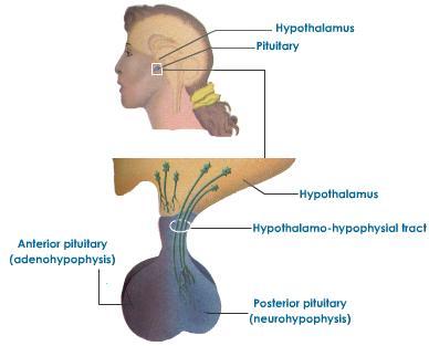 Secretory control: The Pituitary gland and the hypothalamus Hormonal media8on through an axis system 3.